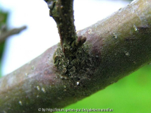Castanea Dunkle Ringstellen.jpg