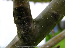 Castanea Dunkle stellen.jpg