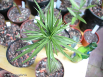 cilleaf.jpg