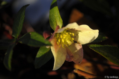 H.x ericsmithii zwergenglück dez13