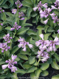 Hosta_BlueMouseEars_11-1.jpg