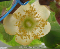Kiwiblüte Tag2