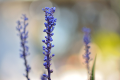 Liriope muscari