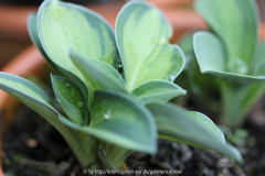 Hosta 'Holy Mouse Ears'