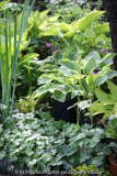 Hostas Kirschbaumscheibe
