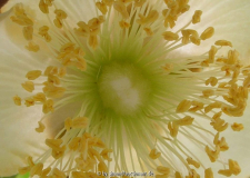 Kiwiblüte Tag2 (detail)