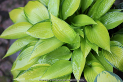 Hosta 'June Fever'