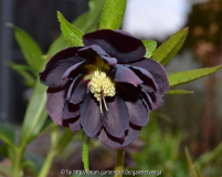 Helleborus