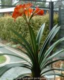 clivia3.jpg