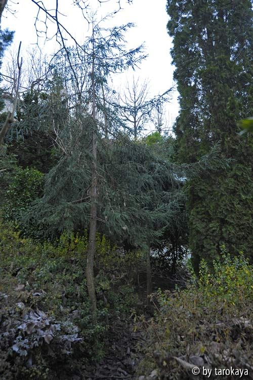 sequoia? habitus2