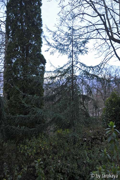 sequoia? habitus