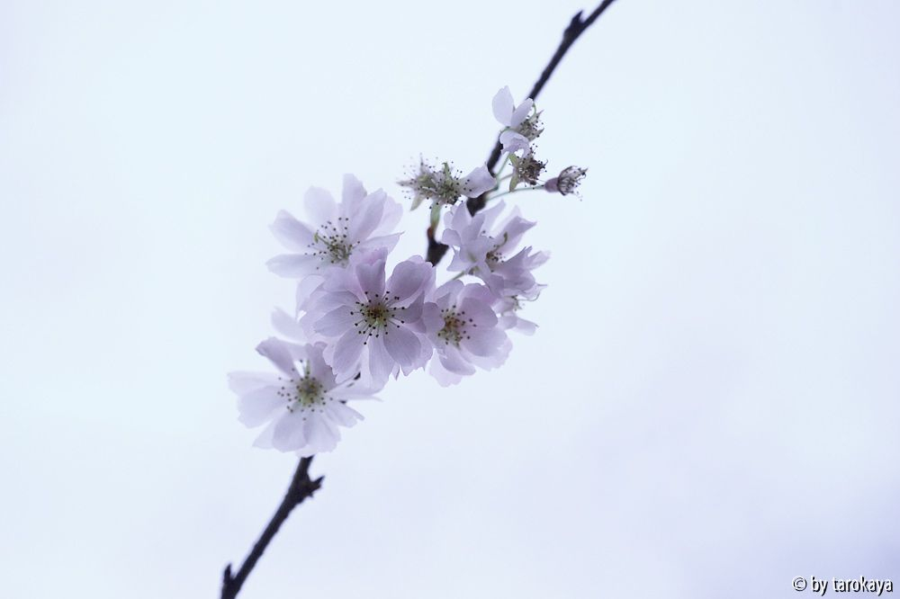 prunus subhirtella