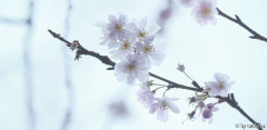prunus sbhirtella blüten