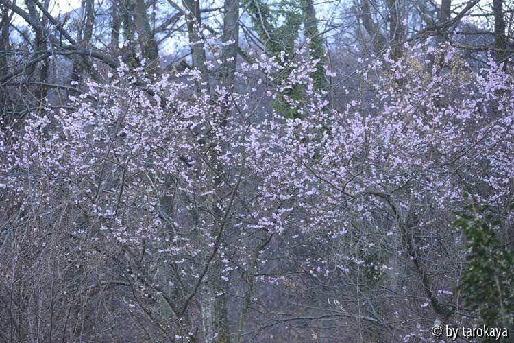 prunus sbhirtella in blüte