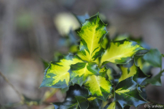 ilex aquifolia aureomarginata