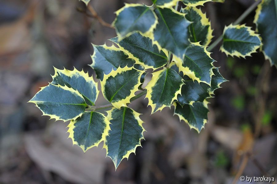 ilex