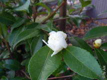 DSCN9264.JPG