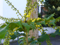 Mahonia_bealei_14-1a.jpg