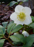 Helleborus-Sämling_14-1.jpg