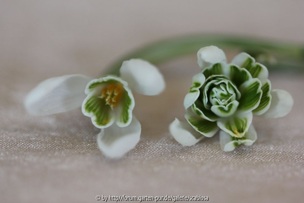 Galanthus gefüllt, innen