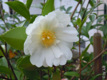 DSCN9272.JPG