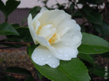 DSCN9271.JPG