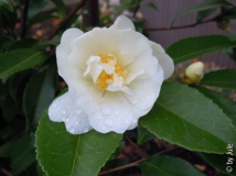 DSCN9268.JPG