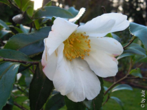 Apple Blossom 29_12_1.JPG