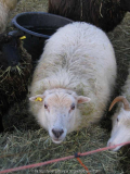 wie das Moos am Schaf von Fläche zu Fläche kommt