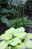 Hosta 'Harry van Trier'