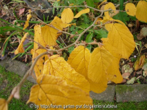 Hamamelis pallida Herbstfärbung