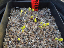 Acer-tataricum-Germination-.jpg