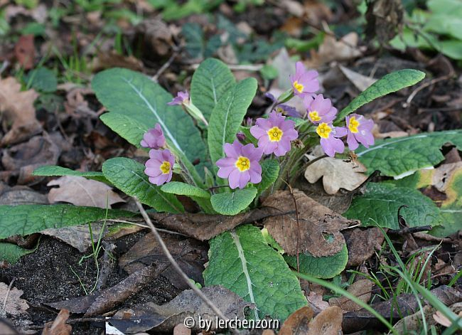 Primula Absaat von sibthorpii