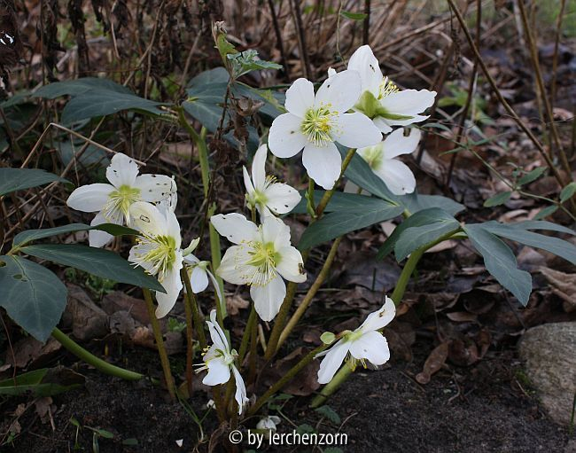 Helleborus niger