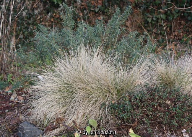 Nardus stricta