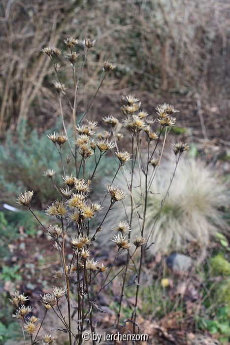 Serratula tinctoria Januar