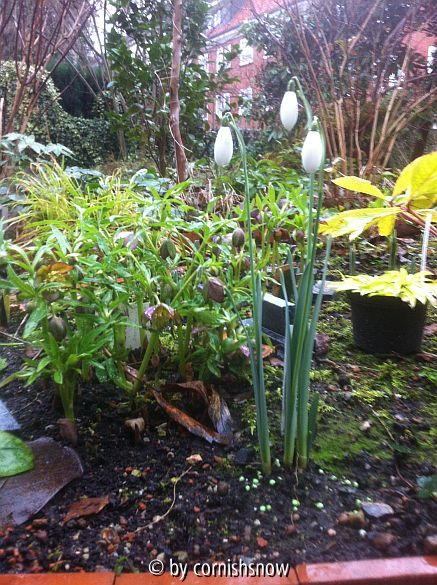 Helleborus croaticus I