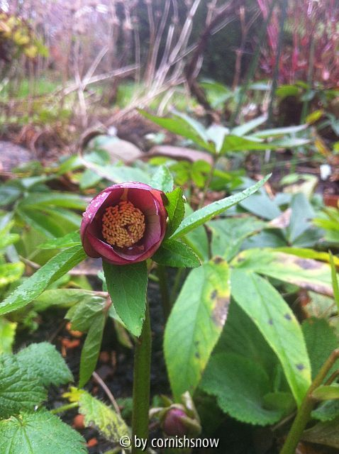Helleborus x Hybridus x H. croaticus II