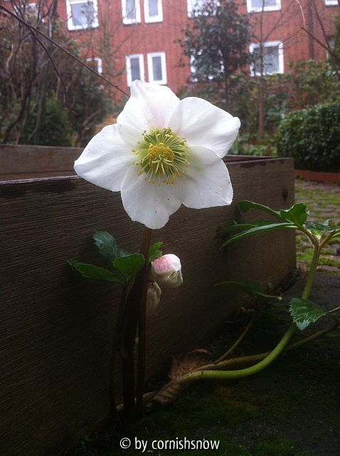 Helleborus niger - Sämling