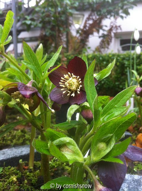 Helleborus croaticus IV