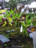 Helleborus croaticus V