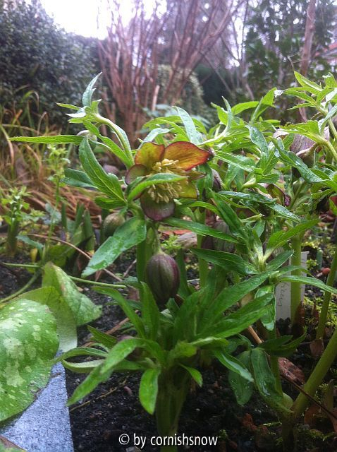 Helleborus croaticus II