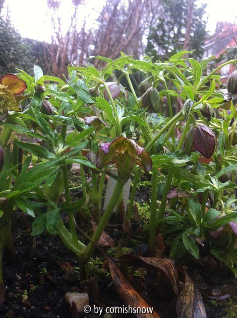 Helleborus croaticus III