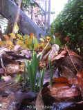 Galanthus 'Atkinsii'