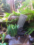 Galanthus 'Spindlestone Surprise'