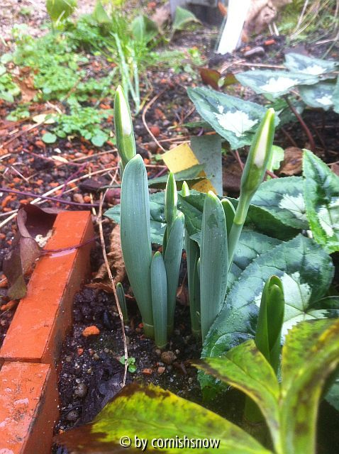 Galanthus 