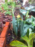 Galanthus Fliether Glocke