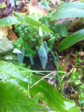 Galanthus gracilis AC