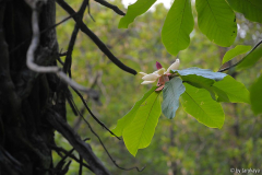 M. obovata blüte+bätter