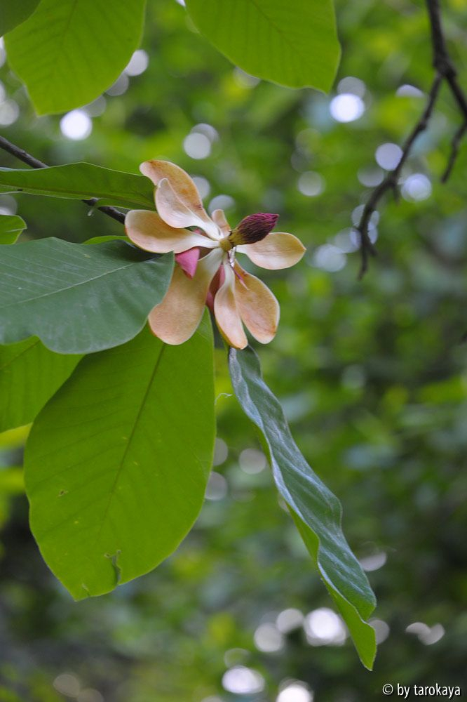 M. obovata blüte+bätter2